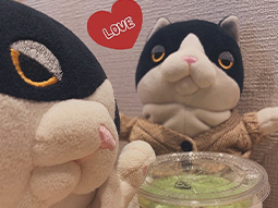 ぬい撮り